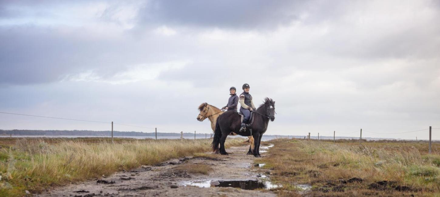 Islandske heste på Læsø